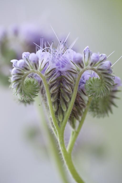 Fiddleneck (Phacelia tanacetifolia)