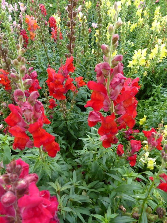 Antirrhinum majus, 'Defiance'