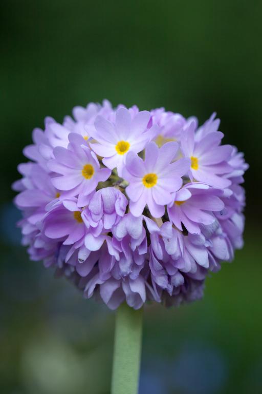 Primula denticulata, 'Ronsdorf' Hybrids