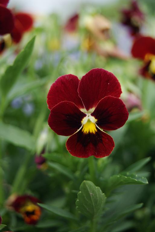 Viola cornuta, 'Arkwright Ruby'