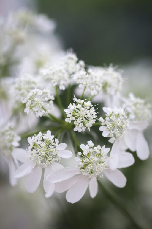 Orlaya grandiflora