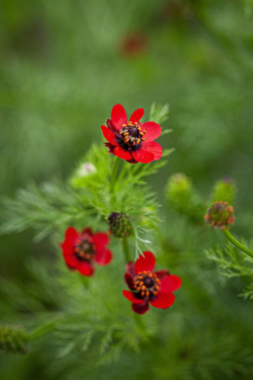Adonis aestivalis
