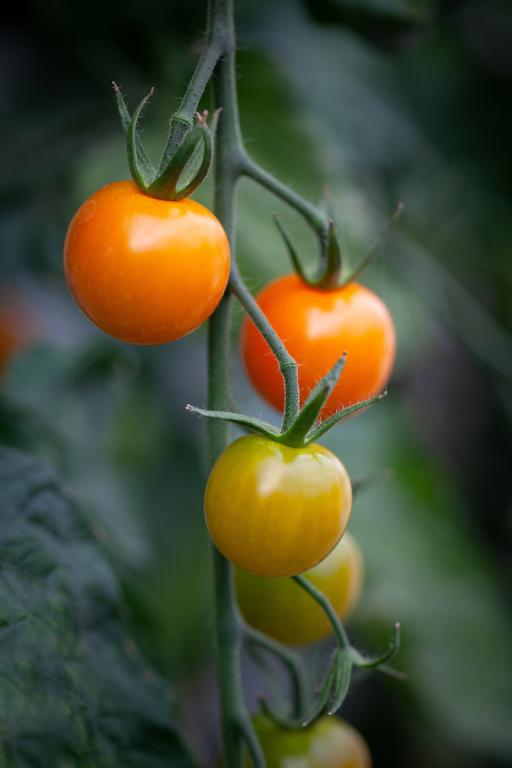 Tomato, Cherry, 'Sungold', F1 Hybrid