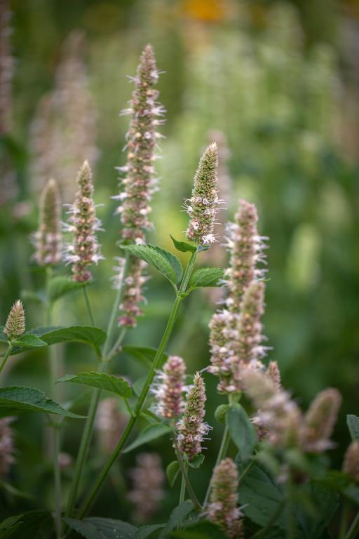 Agastache nepetoides