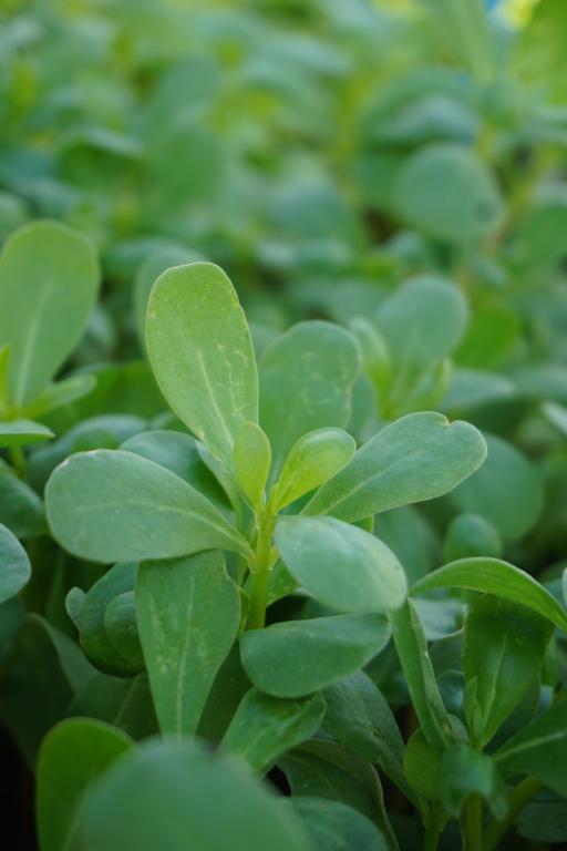 Purslane