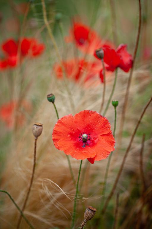 Papaver rhoeas, True Wild Form