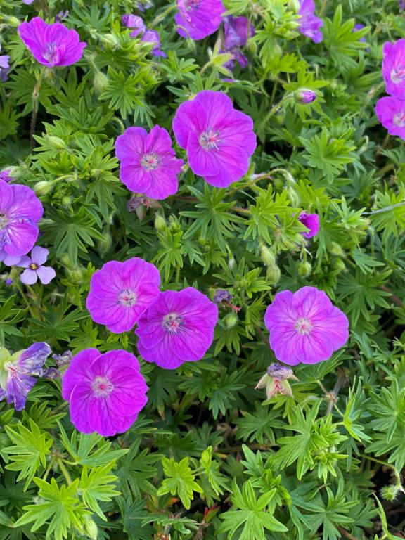 Geranium sanguineum