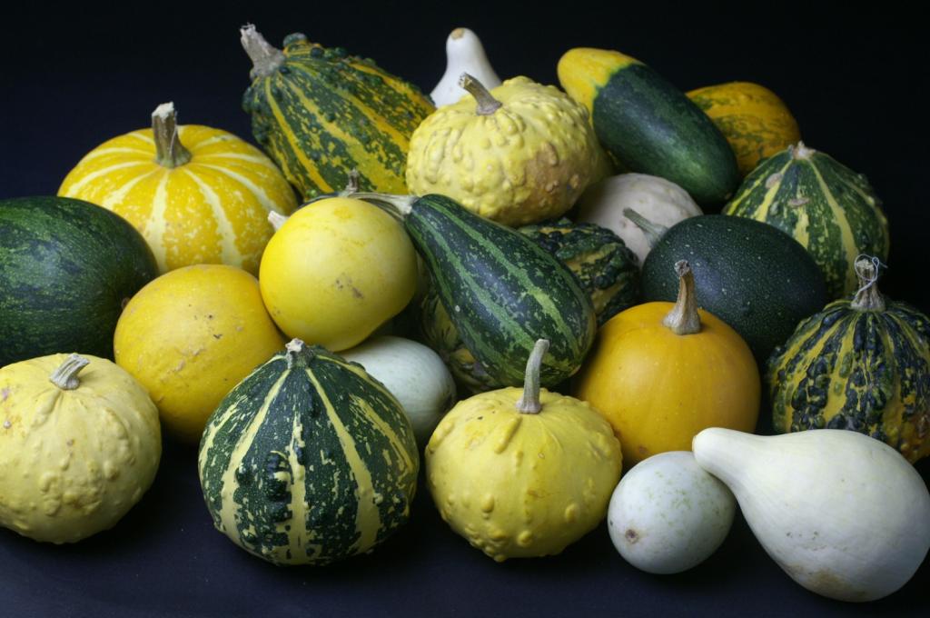 Gourds, Ornamental, Small-Fruited Sorts