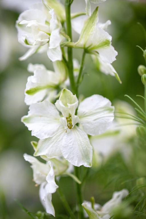 Delphinium consolida, 'White King'