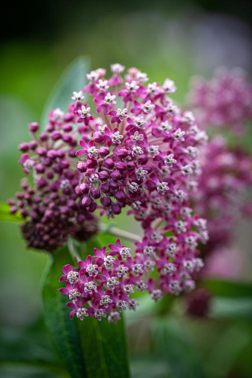 Asclepias incarnata, 'Soulmate'