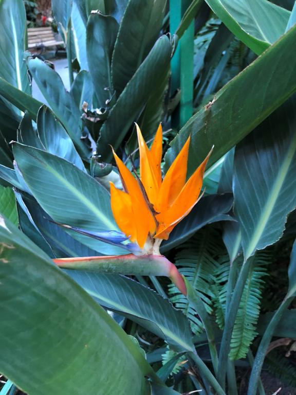 Strelitzia reginae