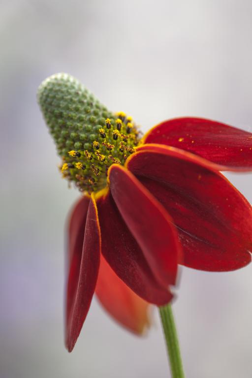 Ratibida columnifera f. pulcherrima , 'Red Midget'
