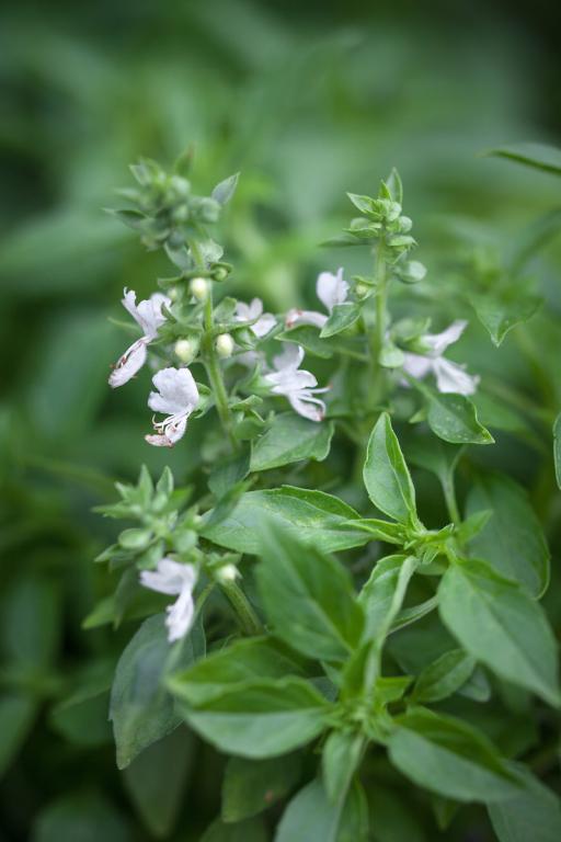 Greek (or Bush) Basil