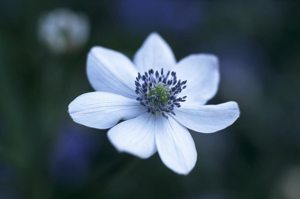 Anemone rivularis