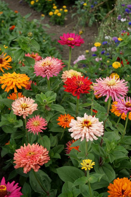 Zinnia elegans, Giant Cactus-Flowered Mixed