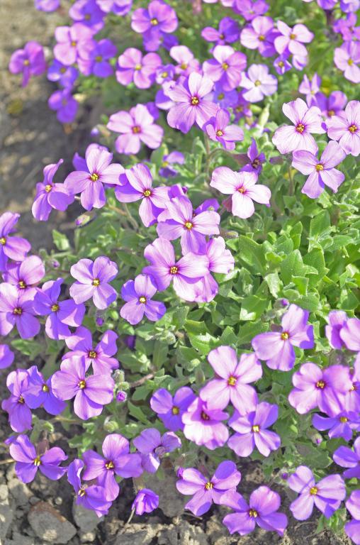 Aubrieta hybrida, 'Whitewell Gem'