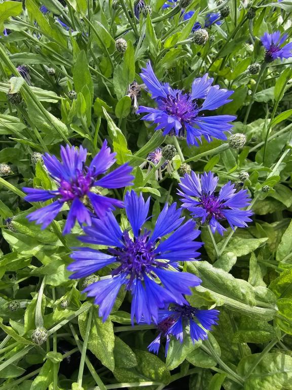 Centaurea cyanoides, 'Blue Carpet'