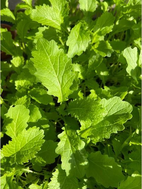 Mustard, 'Green in the Snow'