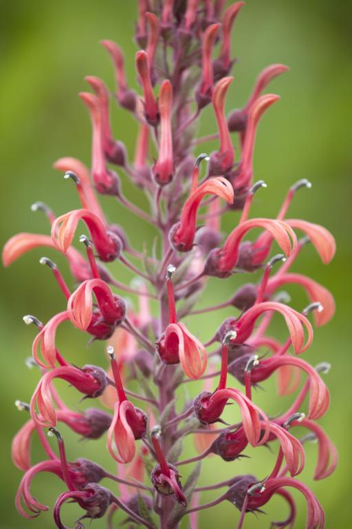 Lobelia tupa