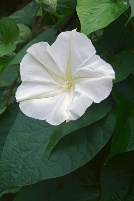 Ipomoea alba