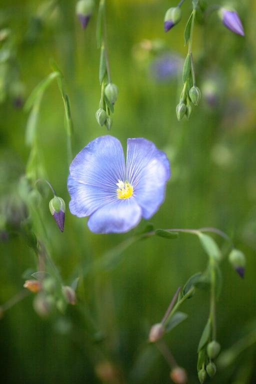 Linum perenne