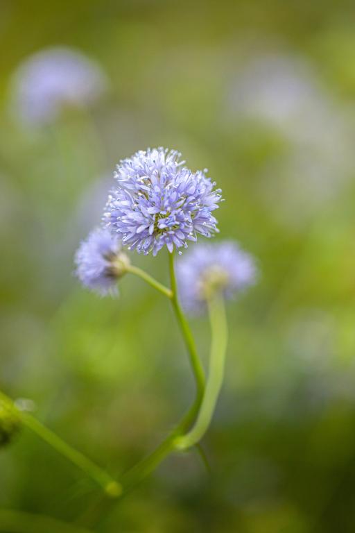 Gilia capitata