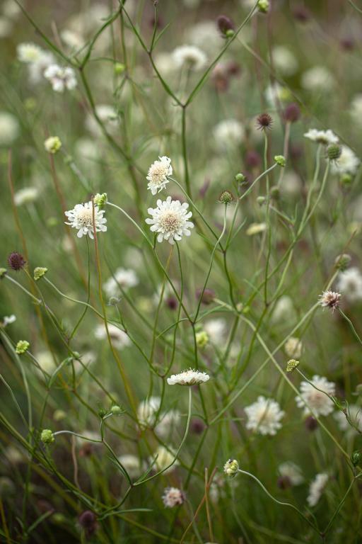 Scabiosa ochroleuca