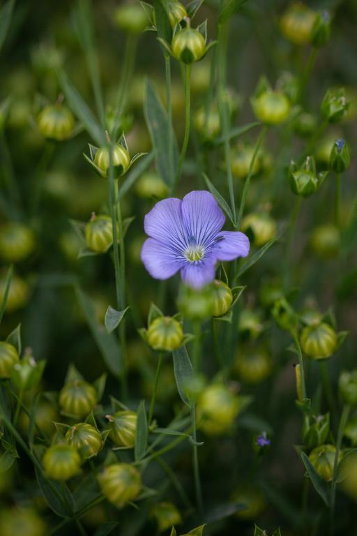 Linum usitatissimum