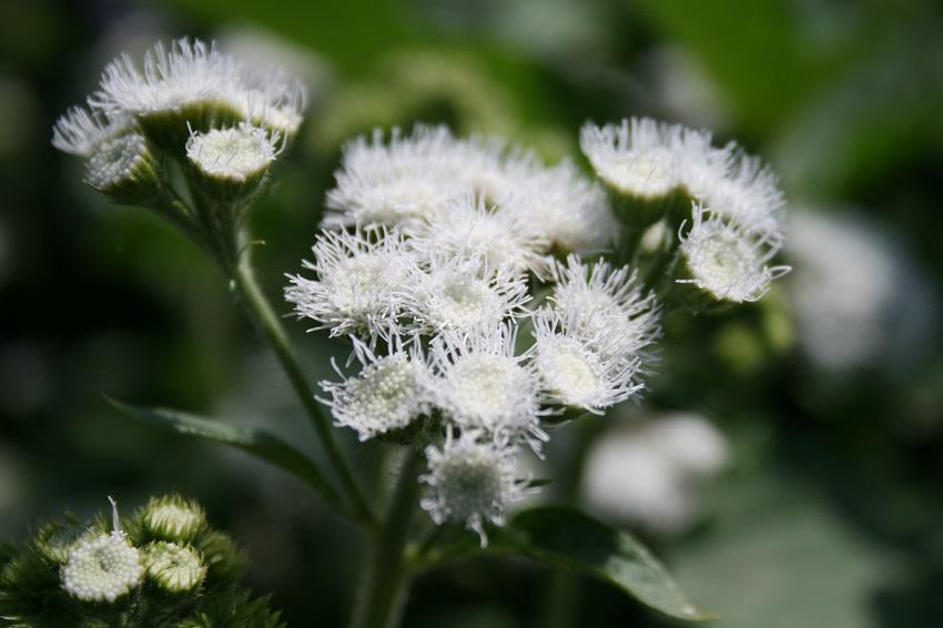 Ageratum houstonianum, 'Dondo White'