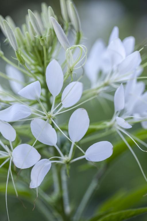 Cleome hassleriana, 'White Queen'