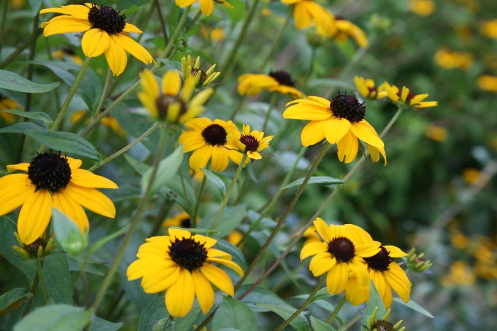 Rudbeckia triloba