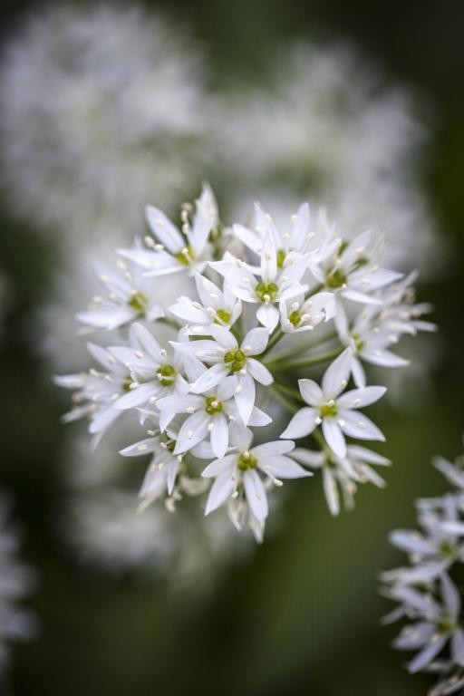 Allium ursinum