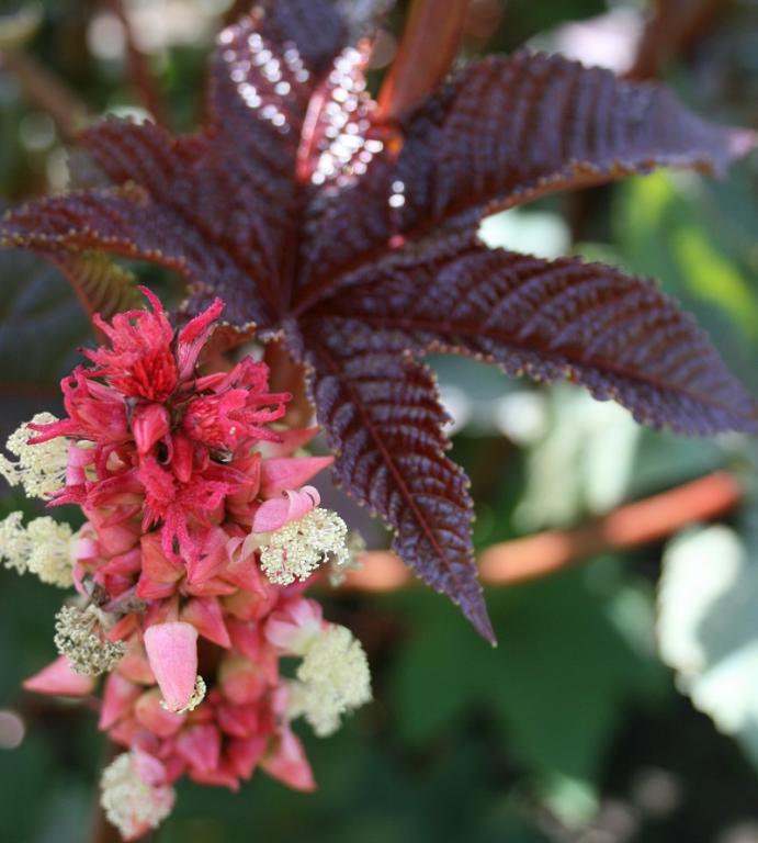 Ricinus communis, 'Impala'