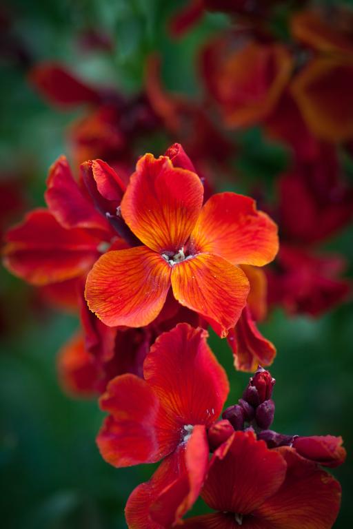 Erysimum cheiri, 'Scarlet Bedder'