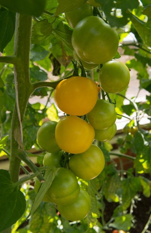 Tomato, 'Golden Sunrise'