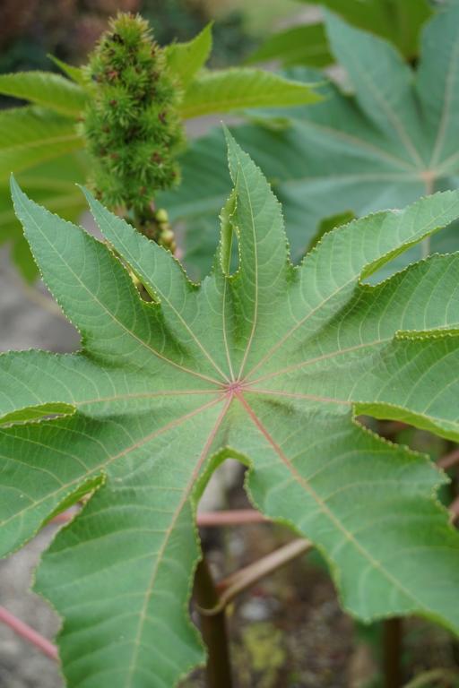 Ricinus communis, 'Zanzi Palm'