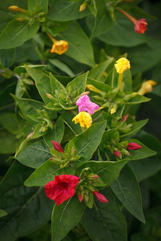 Mirabilis jalapa