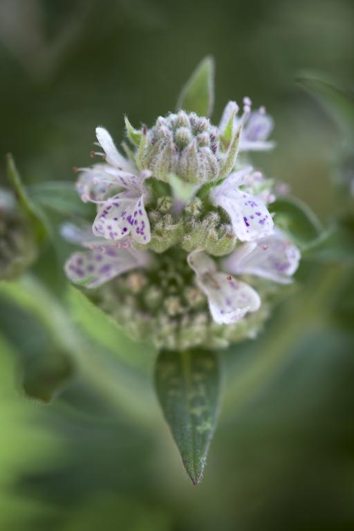 Mountain Mint (Pycnanthemum pilosum)