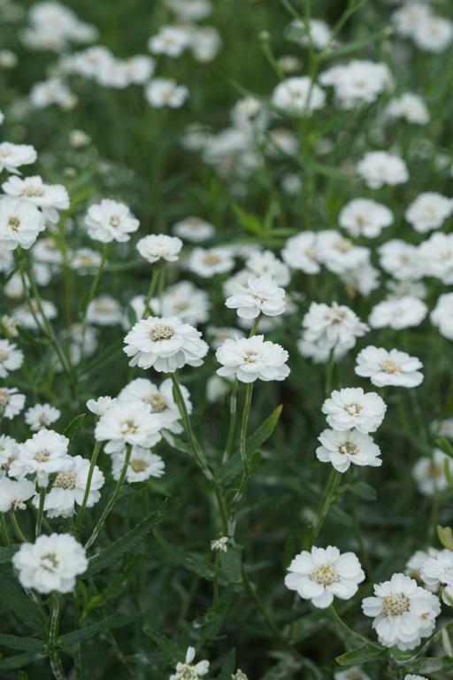 Achillea ptarmica, 'The Pearl'
