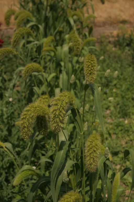 Annual Ornamental Grasses Mixed