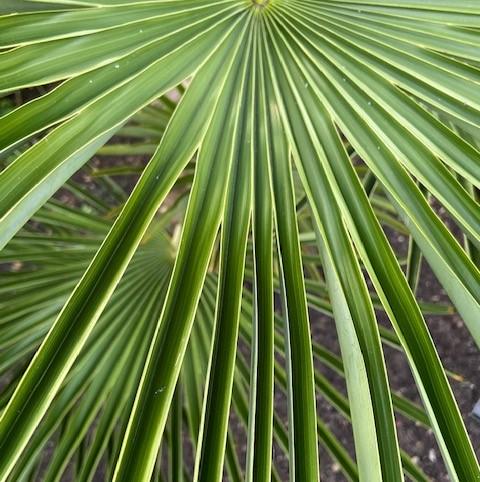 Trachycarpus fortunei