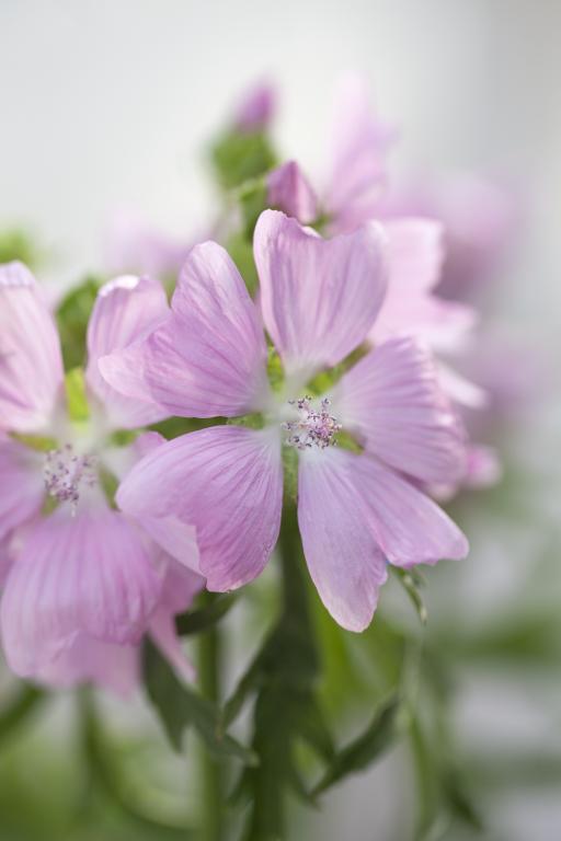 Malva moschata