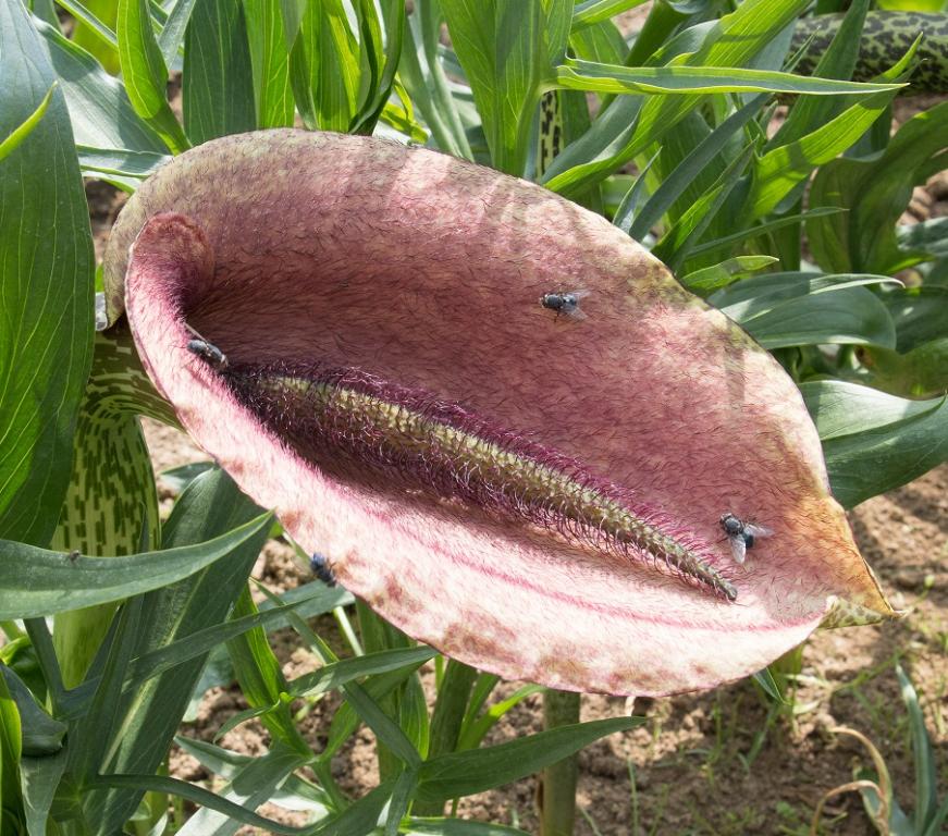 Helicodiceros musciverus