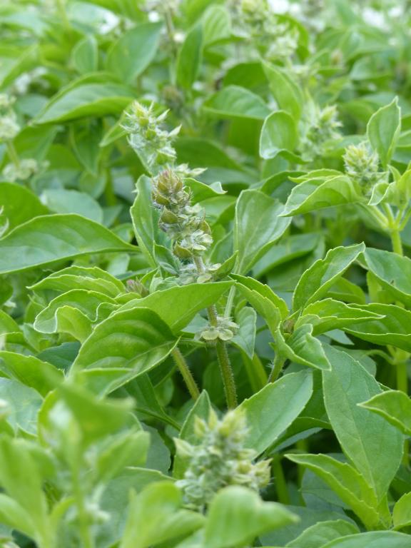 Lemon Basil