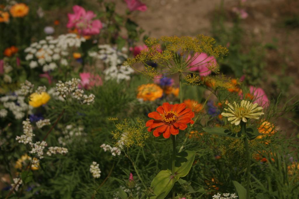 Special Flower Mixture for Butterflies