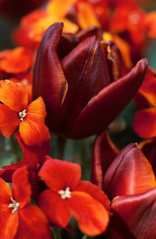 Erysimum cheiri, 'Fire King'