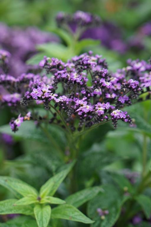 Heliotropium arborescens, 'Marine'