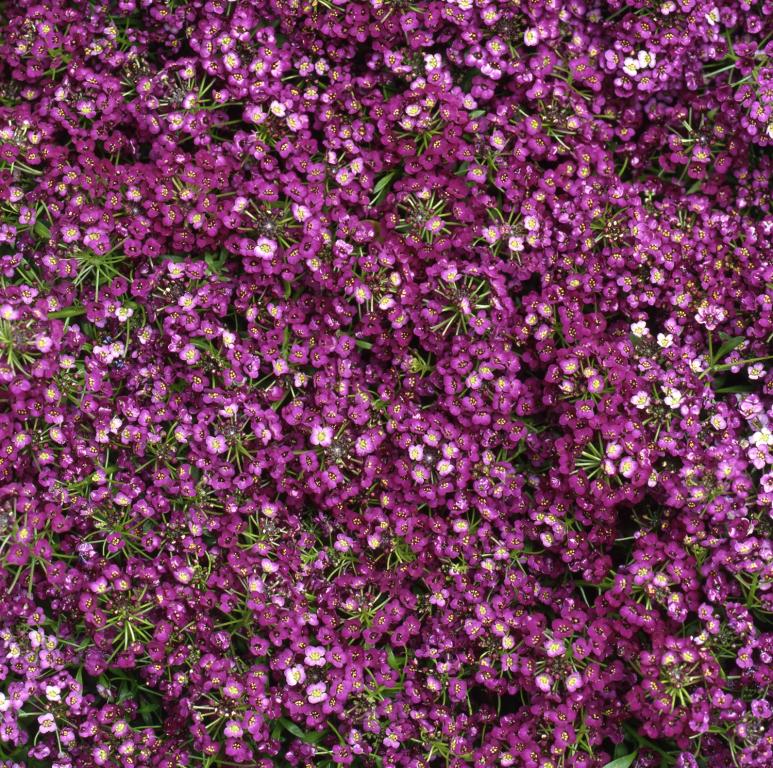 Lobularia maritima, 'Easter Bonnet Violet'