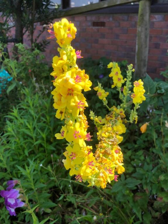 Verbascum nigrum