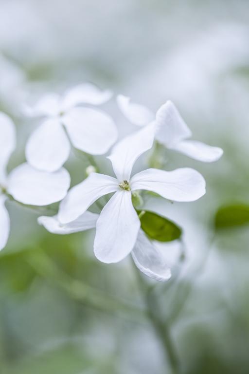Lunaria annua var. alba